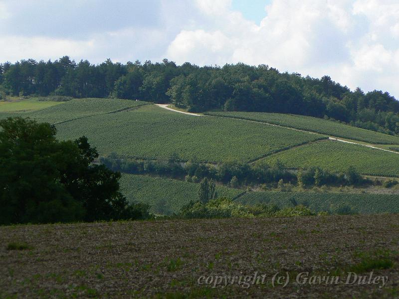 Vineyard near Landreville P1130589.JPG